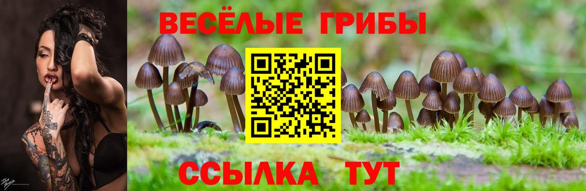 Галлюциногенные грибы Psilocybe Чебоксары